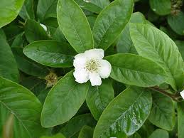 Attēlu rezultāti vaicājumam “Mespilus germanica”