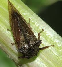 Attēlu rezultāti vaicājumam “Centrotus cornutus”