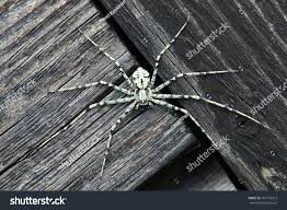 Attēlu rezultāti vaicājumam “Philodromus margaritatus”