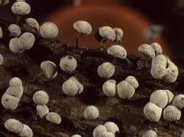 Attēlu rezultāti vaicājumam “Physarum leucophaeum macro”