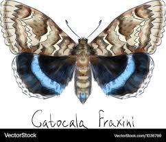 Attēlu rezultāti vaicājumam “Catocala fraxini”