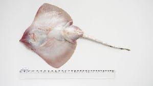 Image result for Raja straeleni