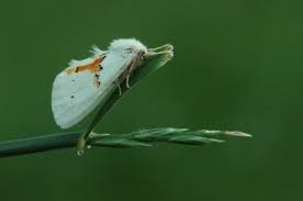Attēlu rezultāti vaicājumam “Leucodonta bicoloria imago”