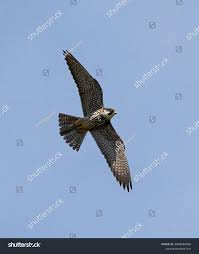 Attēlu rezultāti vaicājumam “Falco subbuteo adult”