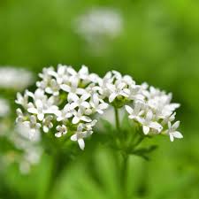 Image result for Galium odoratum