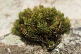 Attēlu rezultāti vaicājumam “Ulota crispa”