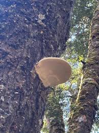 Attēlu rezultāti vaicājumam “Climacocystis borealis”