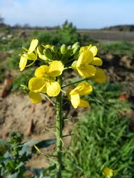 Attēlu rezultāti vaicājumam “Brassica napus flower”