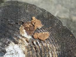 Attēlu rezultāti vaicājumam “Fuligo septica var. rufa spores”