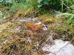 Attēlu rezultāti vaicājumam “Funaria hygrometrica sporophyte”