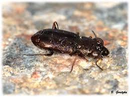 Attēlu rezultāti vaicājumam “Notiophilus germinyi”