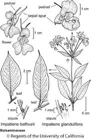 Image result for Impatiens glandulifera