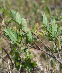 Attēlu rezultāti vaicājumam “Salix myrtilloides”