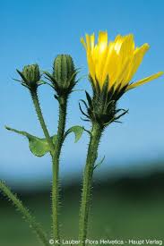 Attēlu rezultāti vaicājumam “Picris hieracioides”