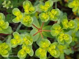 Attēlu rezultāti vaicājumam “Euphorbia helioscopia leaf”