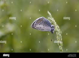 Attēlu rezultāti vaicājumam “Agrodiaetus amandus female”