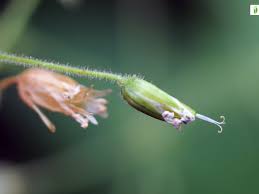 Attēlu rezultāti vaicājumam “Stellaria nemorum bud”
