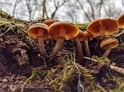 Attēlu rezultāti vaicājumam “Galerina marginata”