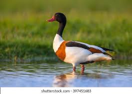 Attēlu rezultāti vaicājumam “Tadorna tadorna male”