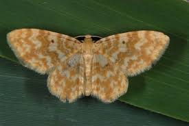 Attēlu rezultāti vaicājumam “Hydrelia flammeolaria”