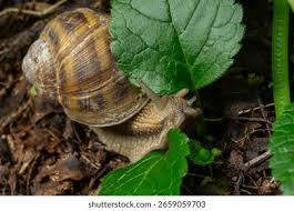 Attēlu rezultāti vaicājumam “Helix pomatia”