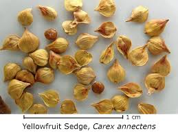 Attēlu rezultāti vaicājumam “Carex pseudocyperus fruit”