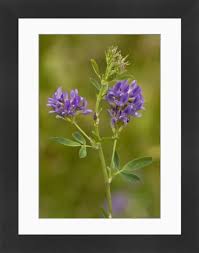 Attēlu rezultāti vaicājumam “Medicago sativa subsp. sativa”