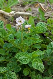 Attēlu rezultāti vaicājumam “Solanum tuberosum flower”