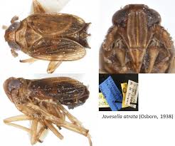 Attēlu rezultāti vaicājumam “Javesella pellucida female”