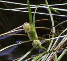 Attēlu rezultāti vaicājumam “Sparganiaceae”