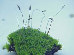 Attēlu rezultāti vaicājumam “Tortula muralis sporophyte”