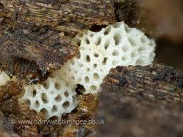 Attēlu rezultāti vaicājumam “Perichaena corticalis macro”