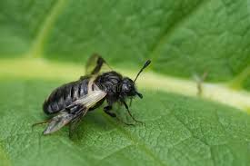 Attēlu rezultāti vaicājumam “Cimbicidae”