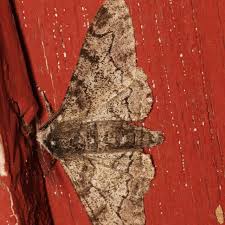 Attēlu rezultāti vaicājumam “Biston betularia”