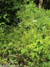 Attēlu rezultāti vaicājumam “Cardamine impatiens flower”