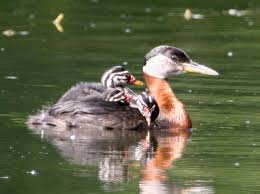 Attēlu rezultāti vaicājumam “Podiceps grisegena”