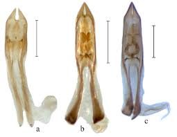 Attēlu rezultāti vaicājumam “Orsodacne cerasi”