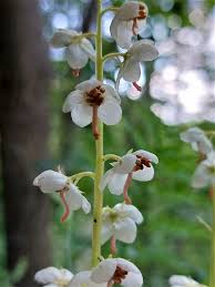 Attēlu rezultāti vaicājumam “Pyrola rotundifolia”