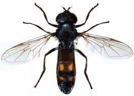 Attēlu rezultāti vaicājumam “Eupeodes nielseni”