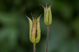 Attēlu rezultāti vaicājumam “Aquilegia vulgaris bud”
