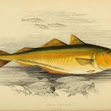 Image result for Pollachius virens