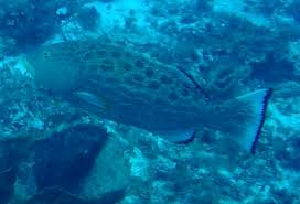 Image result for Mycteroperca venenosa