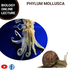 Attēlu rezultāti vaicājumam “Mollusca”