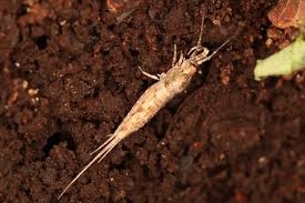 Attēlu rezultāti vaicājumam “Machilidae”