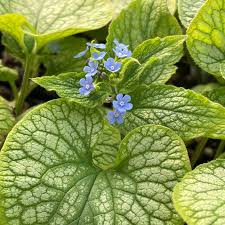 Attēlu rezultāti vaicājumam “Brunnera macrophylla”