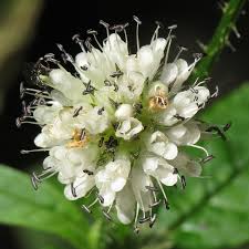 Image result for Dipsacus pilosus