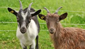 Attēlu rezultāti vaicājumam “Capra”