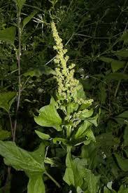 Attēlu rezultāti vaicājumam “Chenopodium bonus-henricus leaf”