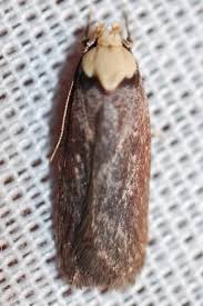 Attēlu rezultāti vaicājumam “Depressaria depressana”