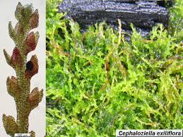 Attēlu rezultāti vaicājumam “Cephaloziella hampeana”